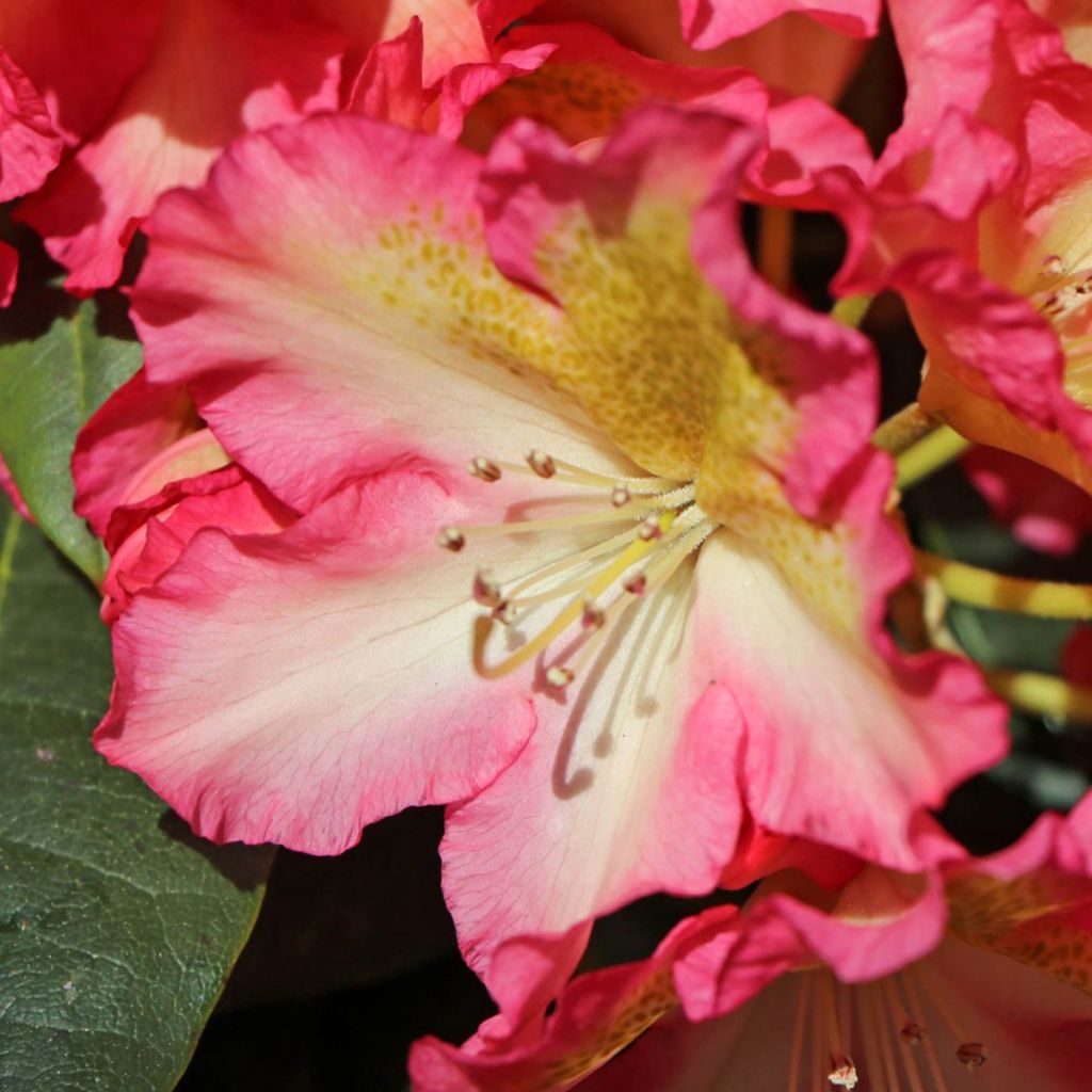 Alppiruusu Raphaela