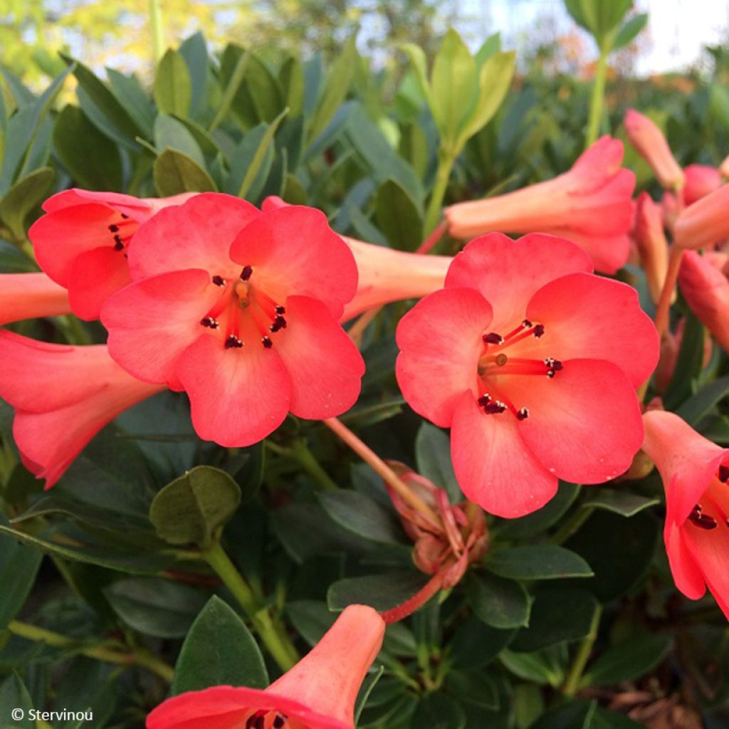 Alppiruusu Saxon blush