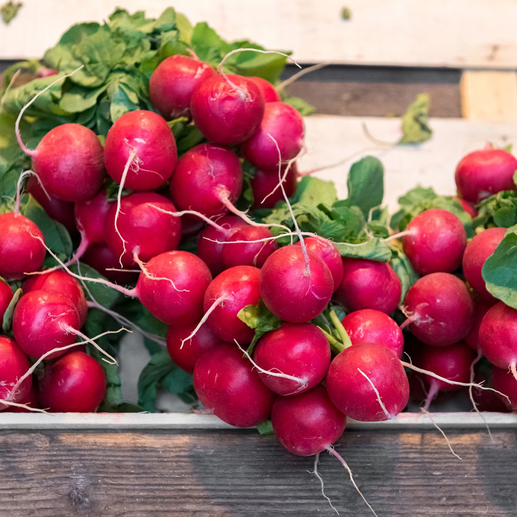 Retiisi Cerise