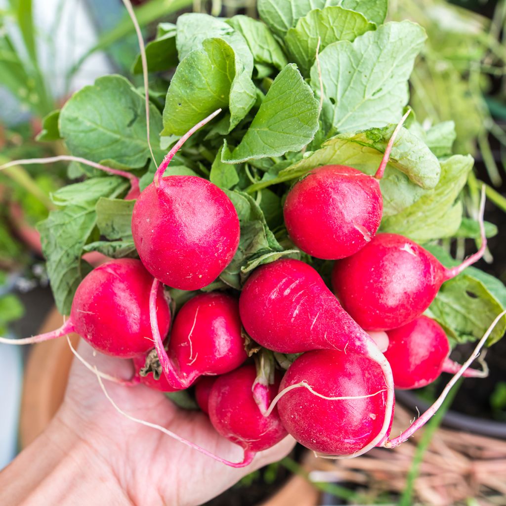 Retiisi Cerise
