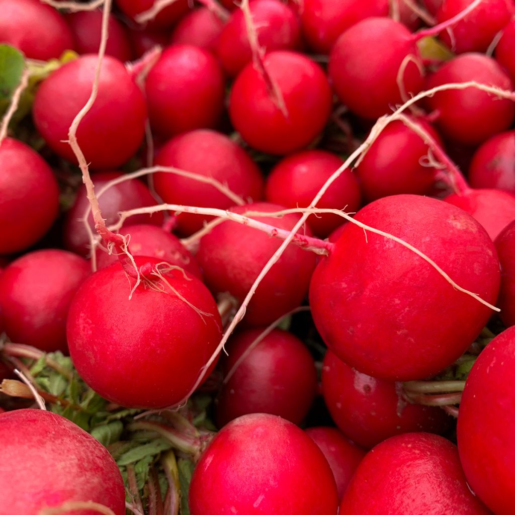 Retiisi Cerise