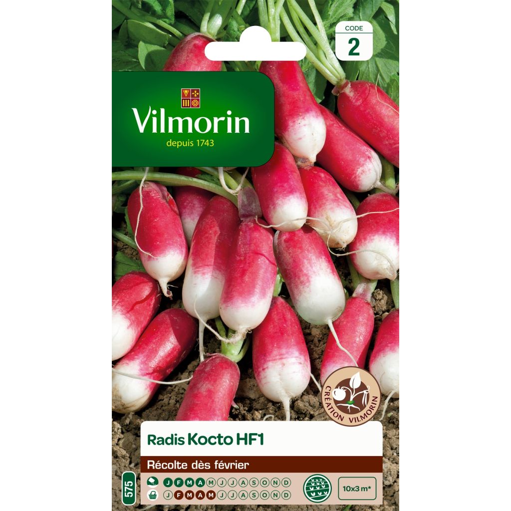 Retiisi Kocto F1 - Vilmorin
