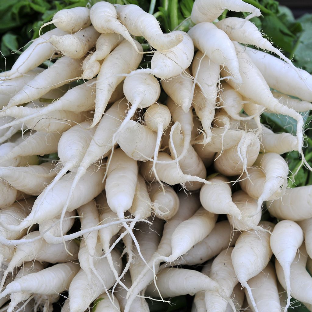 Retiisi valkoinen läpikuultava retiisi