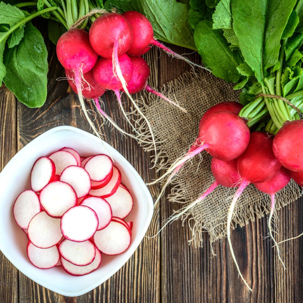 Retiisi pyöreä tulenpunainen