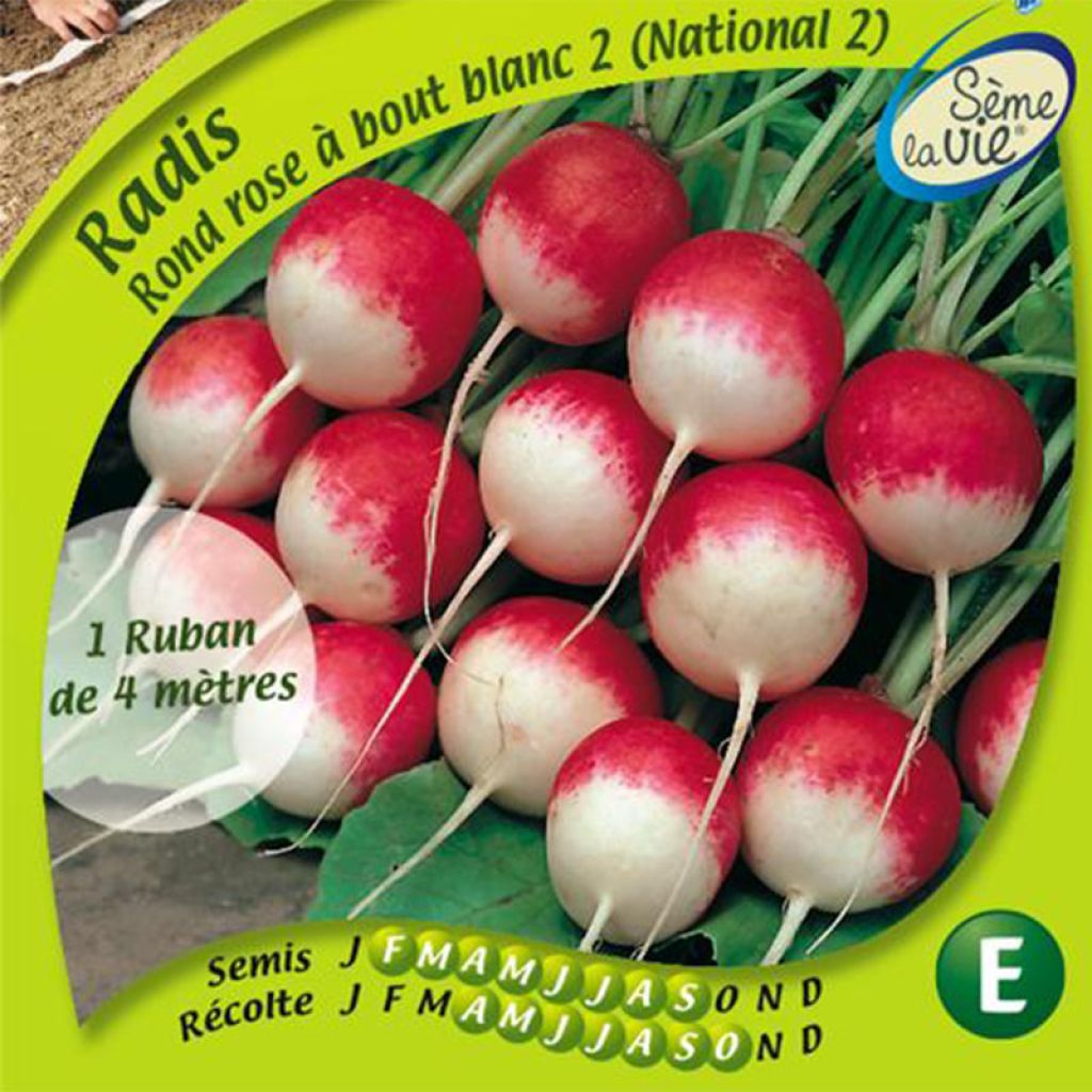 Retiisi National 2 luomu - Ferme de Sainte Marthe