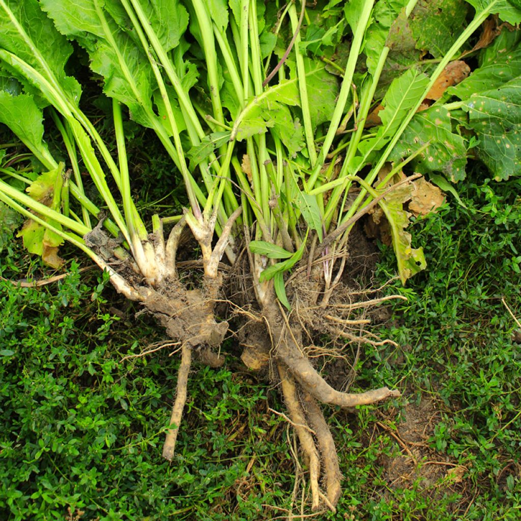 Armoracia rusticana - Piparjuuri