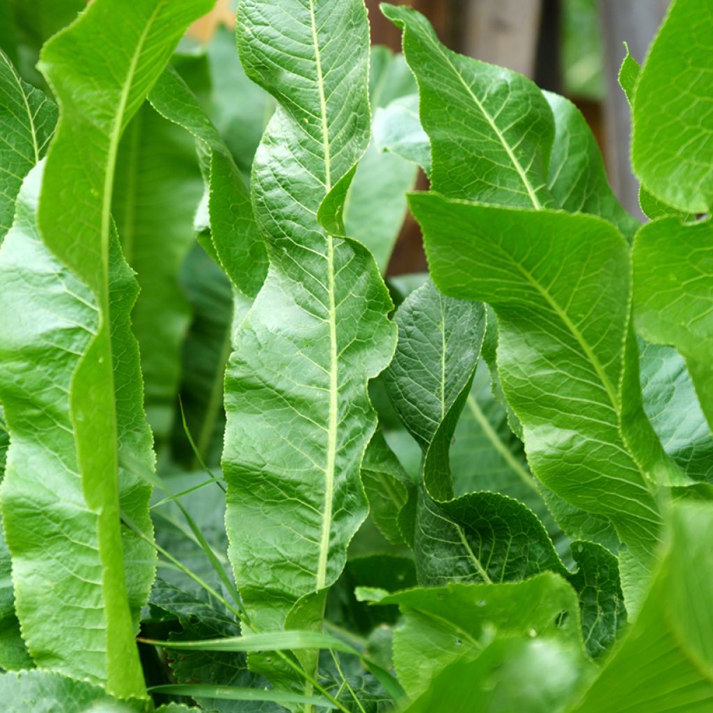 Armoracia rusticana - Piparjuuri