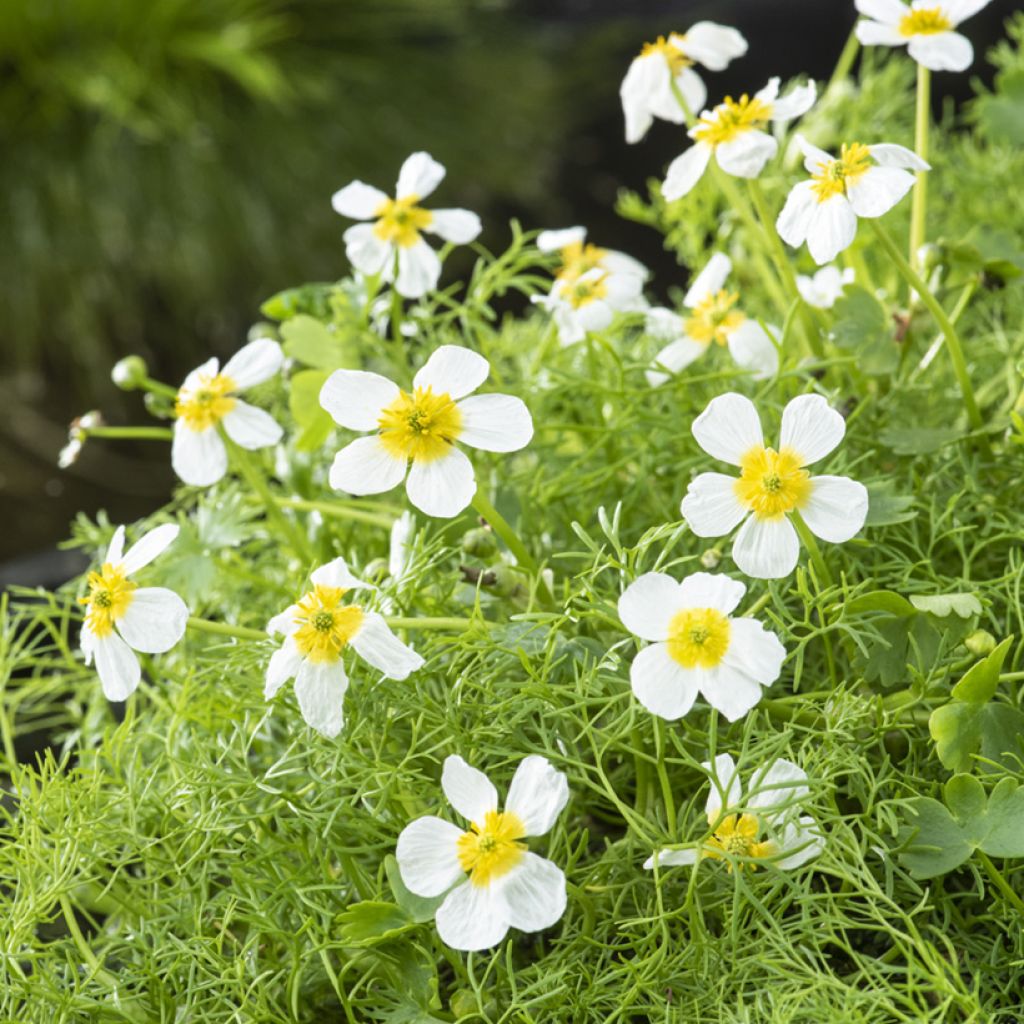 Vesisätkin - Ranunculus aquatilis