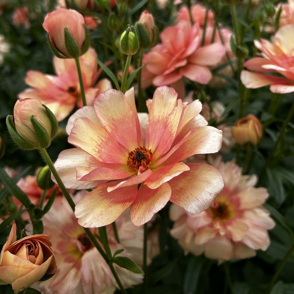 Jaloleinikki Butterfly Eris