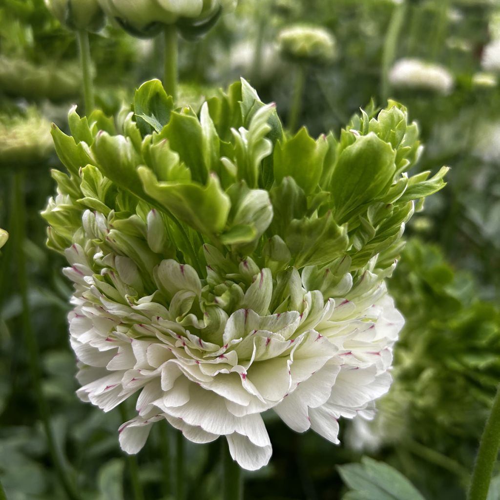 Jaloleinikki Crown Giverny