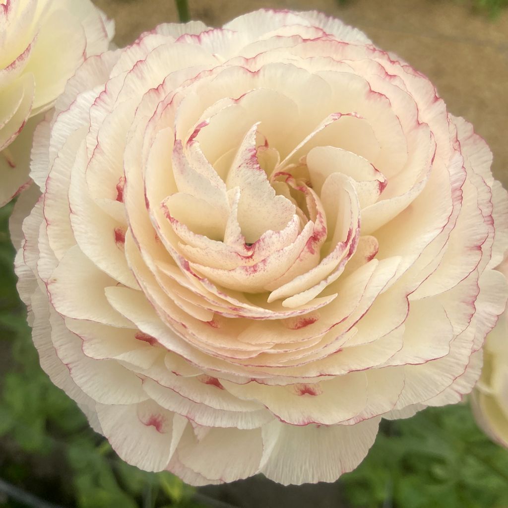 Jaloleinikki Romance Orleans