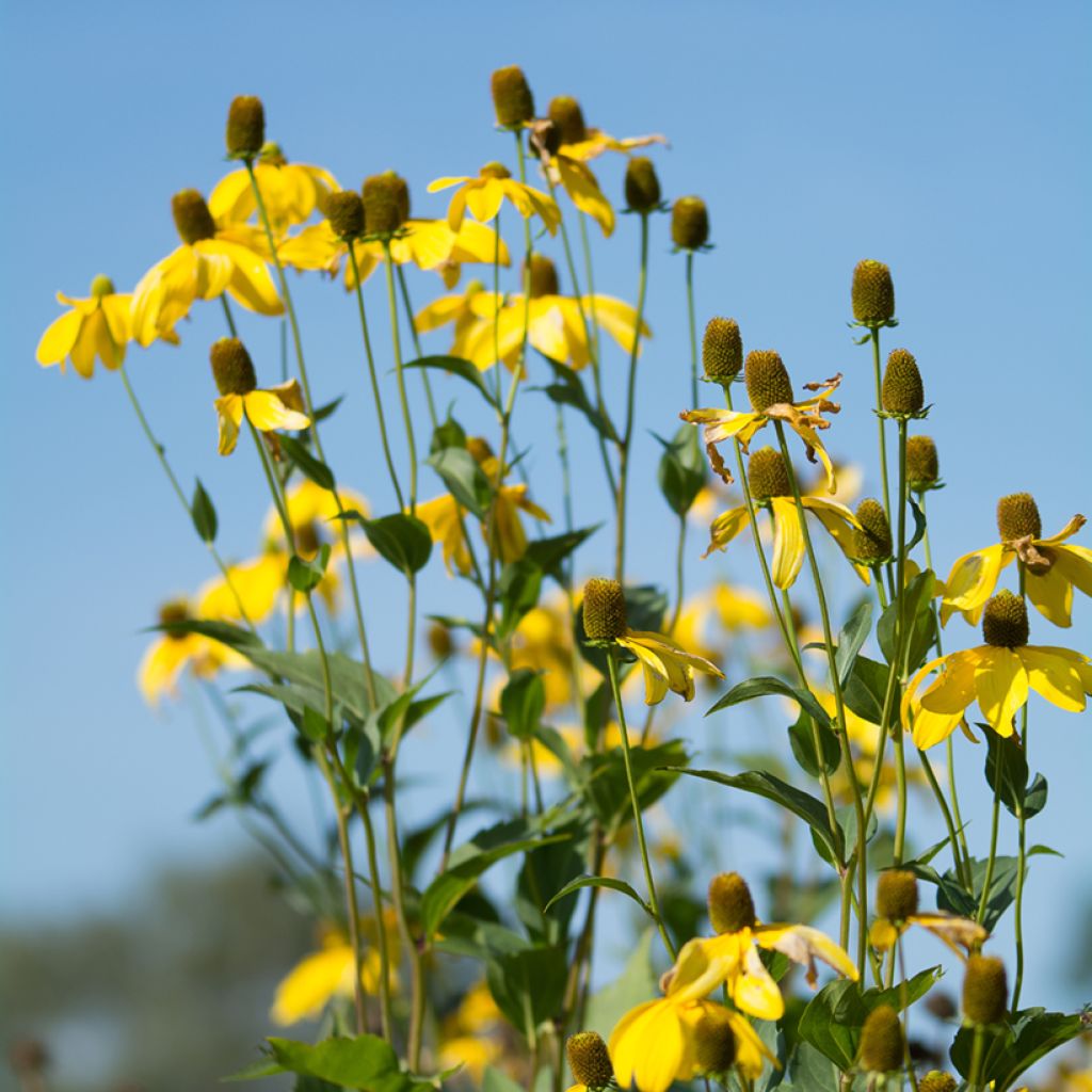 Preeriakeltahattu - Ratibida pinnata