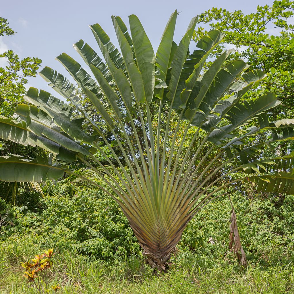 Matkustajainpuu (siemenet) - Ravenala madagascariensis