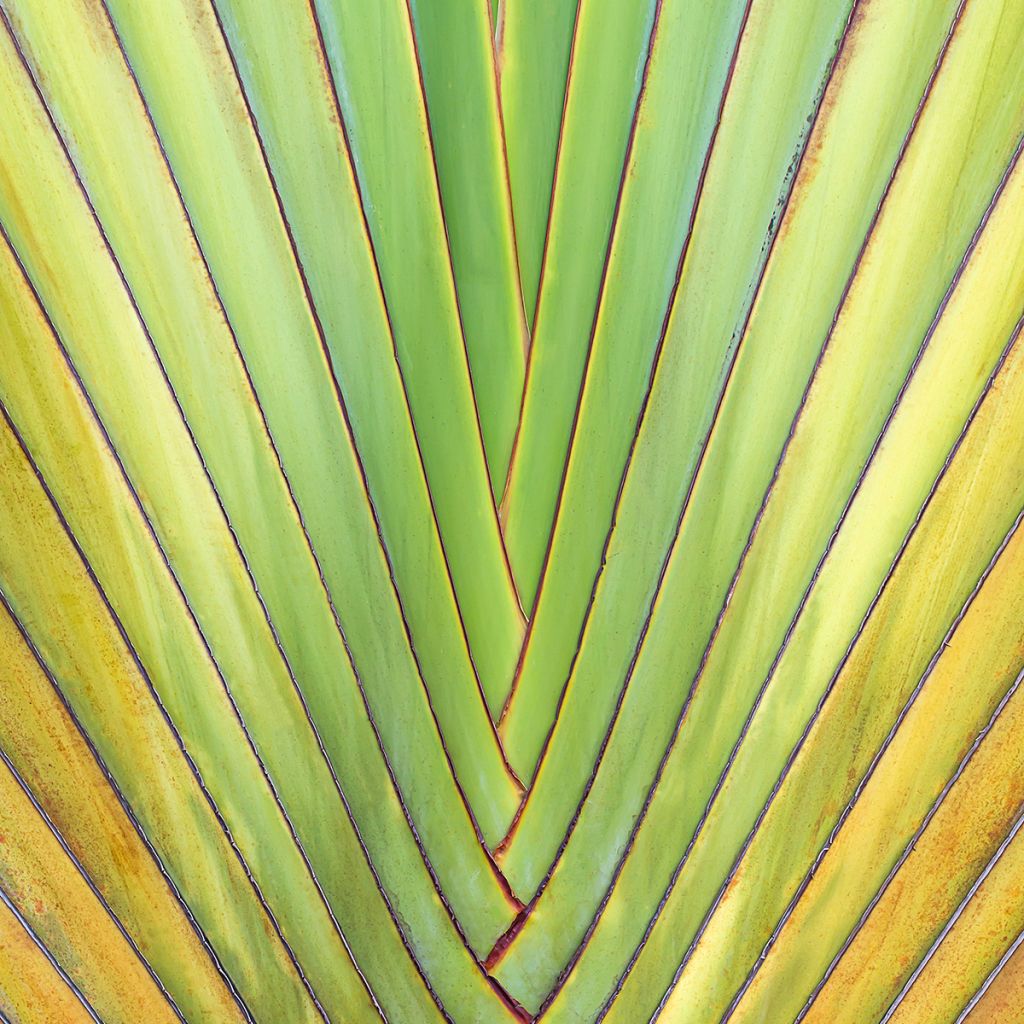 Matkustajainpuu (siemenet) - Ravenala madagascariensis