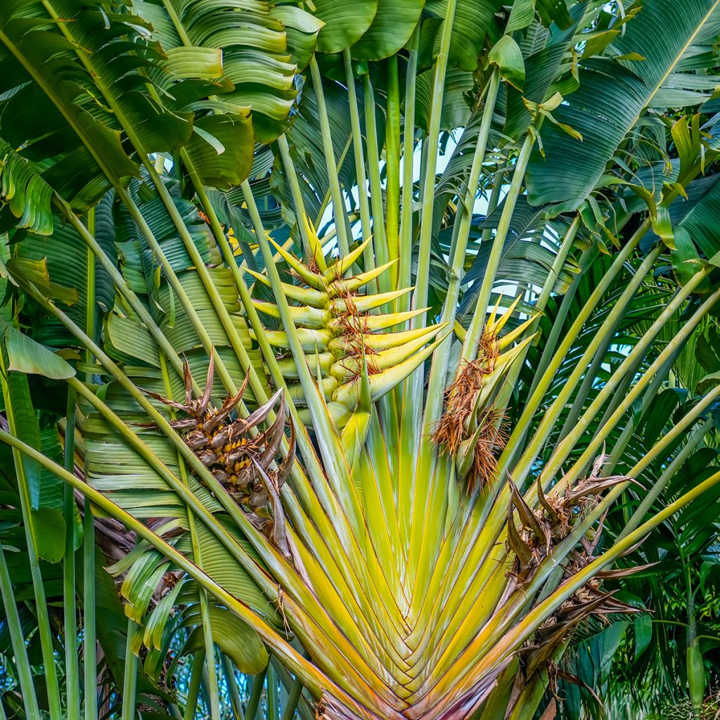 Matkustajainpuu (siemenet) - Ravenala madagascariensis
