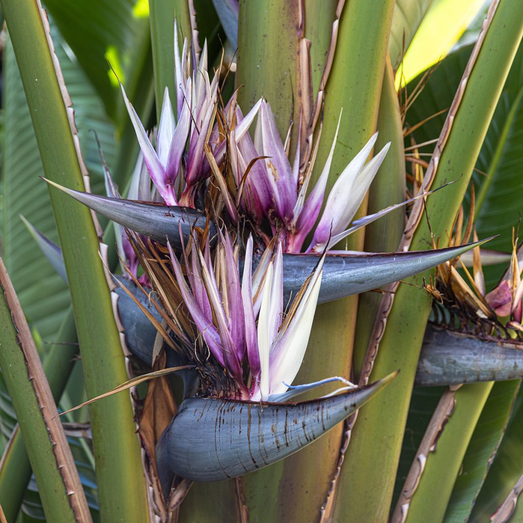 Matkustajainpuu (siemenet) - Ravenala madagascariensis