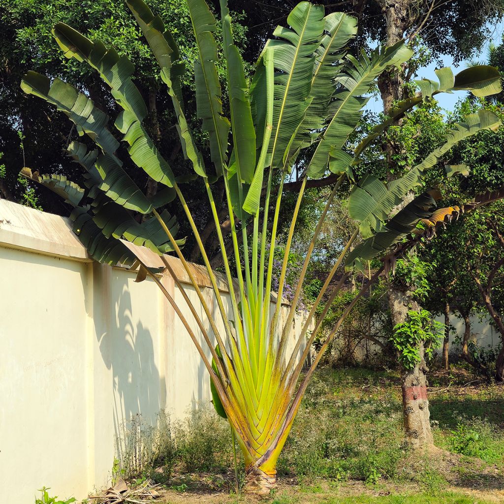 Matkustajainpuu (siemenet) - Ravenala madagascariensis