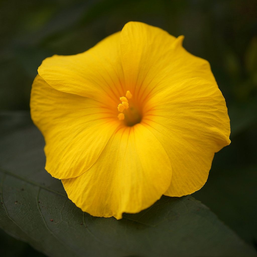 Reinwardtia indica - Lin jaune arbustif