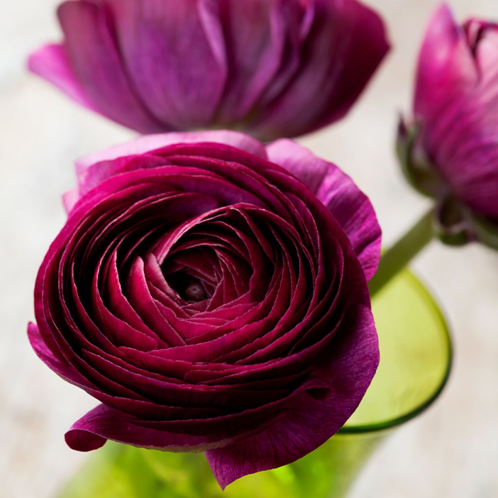 Jaloleinikki Pauline Violet