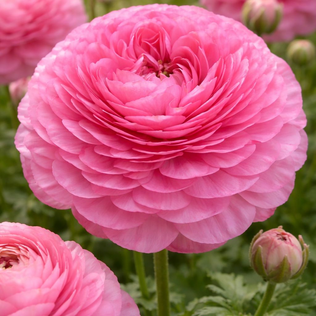Jaloleinikki Supreme Pink