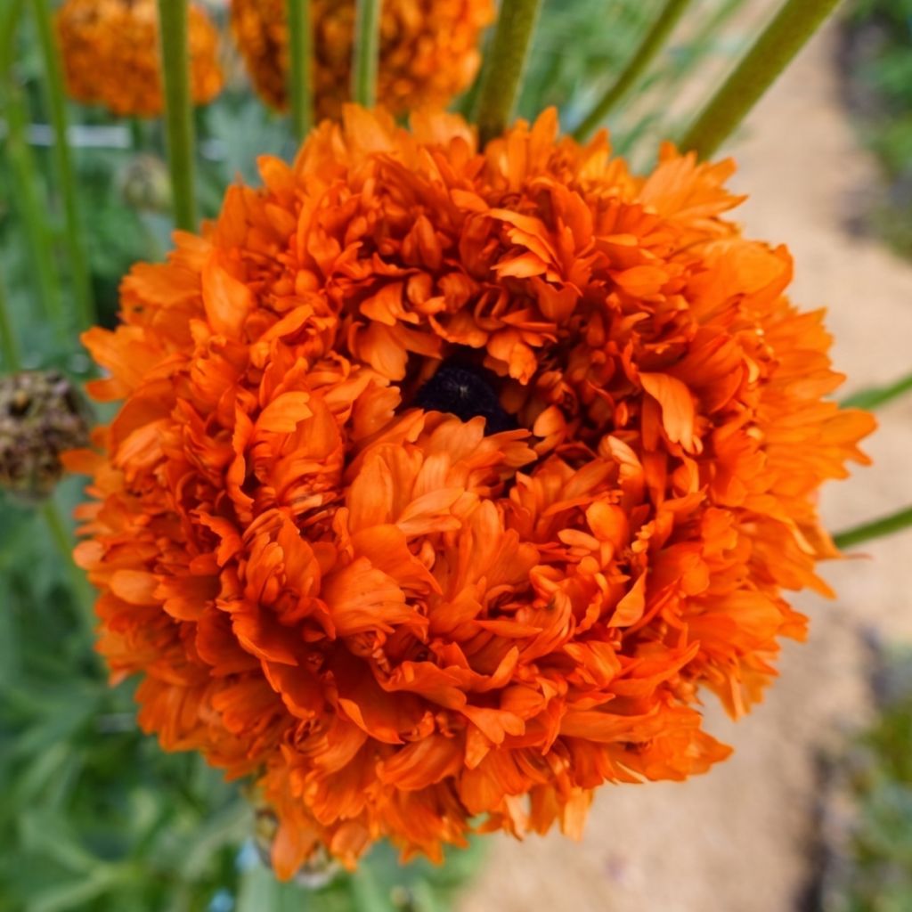 Jaloleinikki Poodle Mudassar