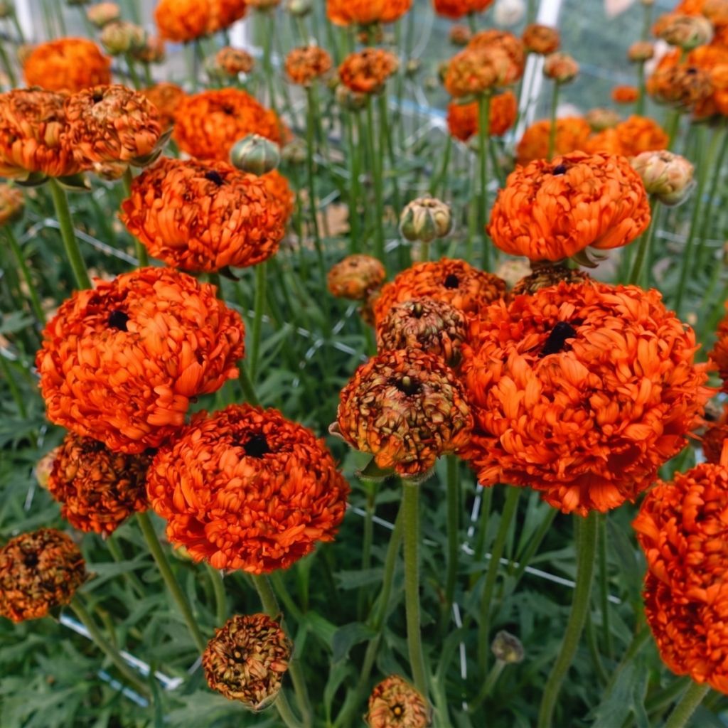 Jaloleinikki Poodle Mudassar
