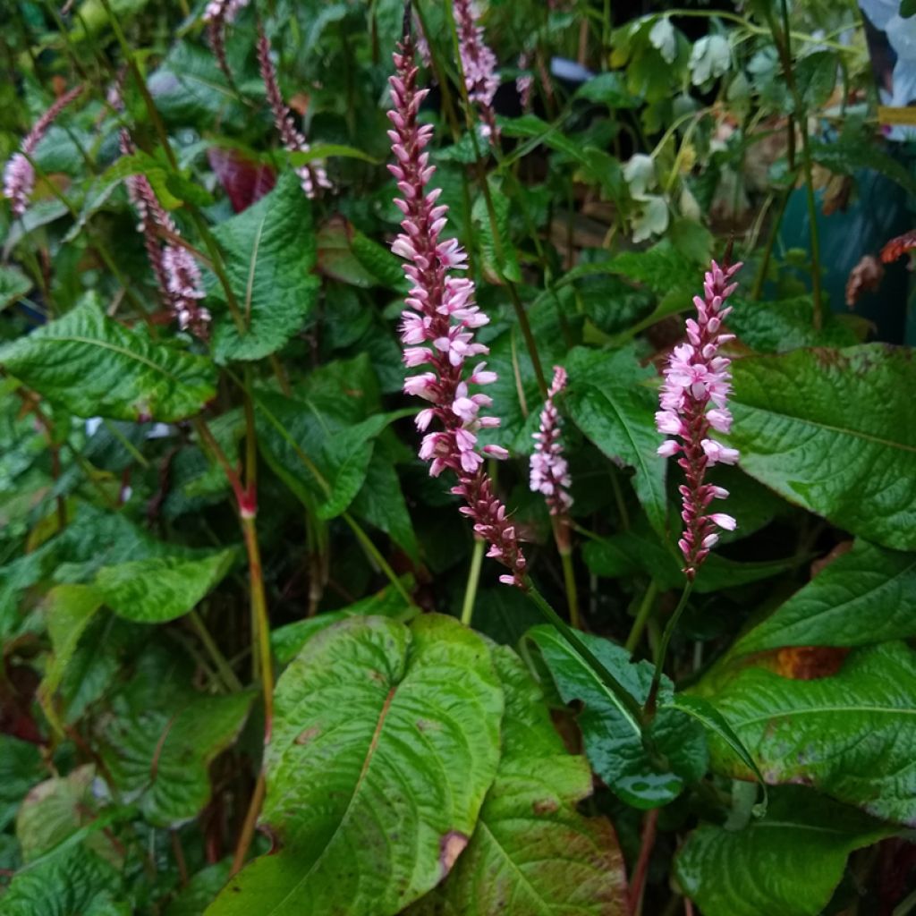 Verikonnantatar Rosea