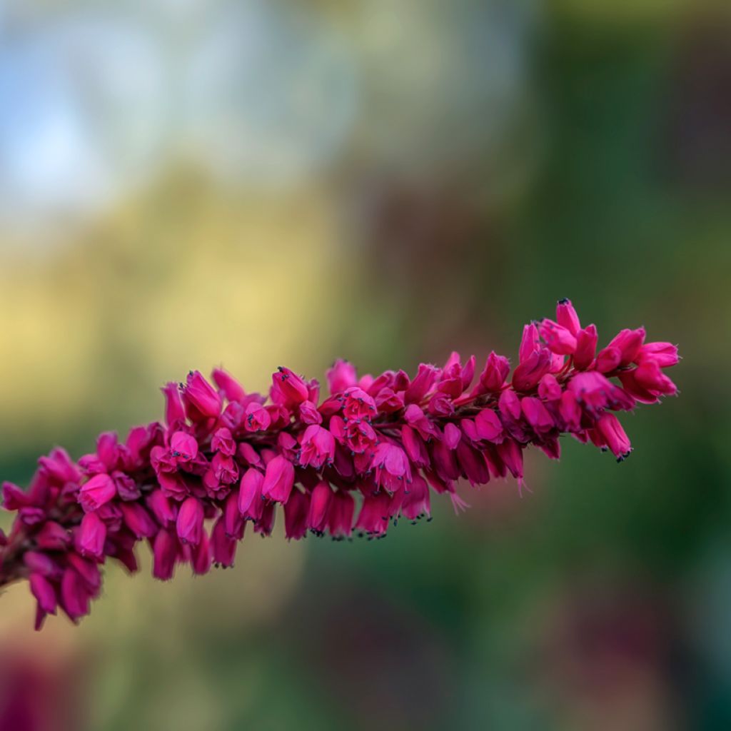 Ukontattare - Persicaria amplexicaulis var. pendula