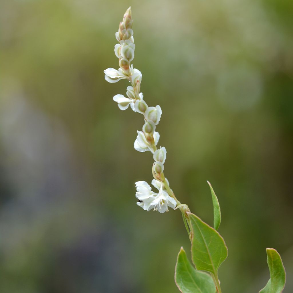Vallitatar - Fallopia aubertii