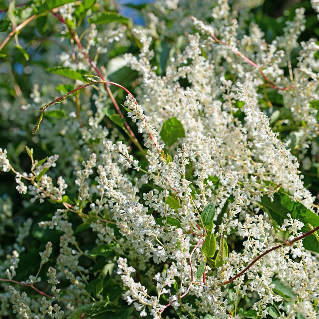 Vallitatar - Fallopia aubertii
