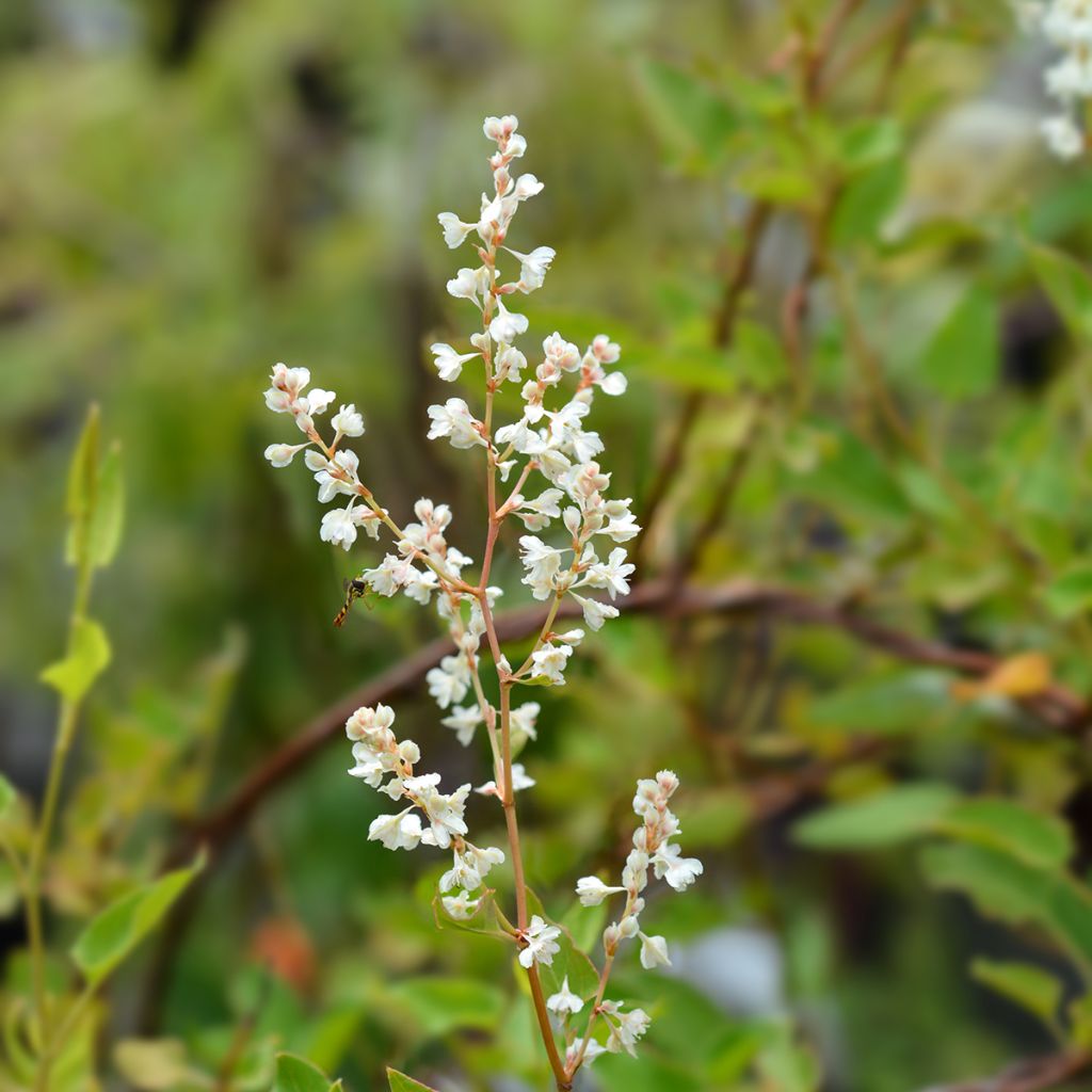 Vallitatar - Fallopia aubertii