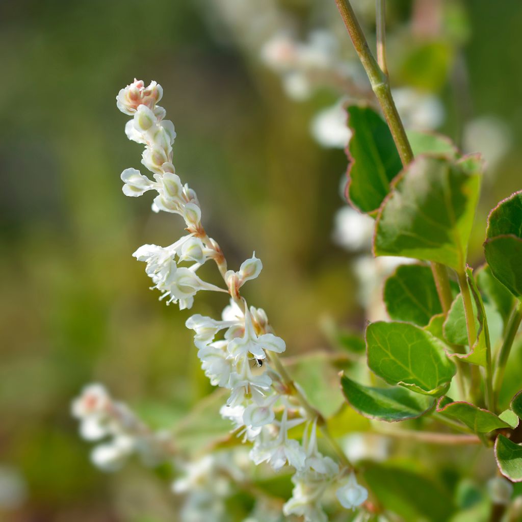Vallitatar - Fallopia aubertii