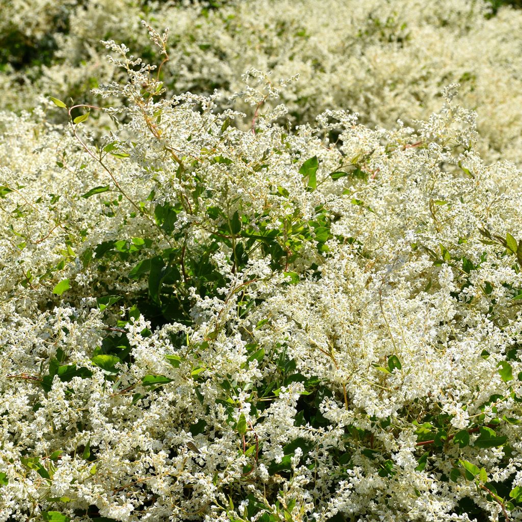 Vallitatar - Fallopia aubertii