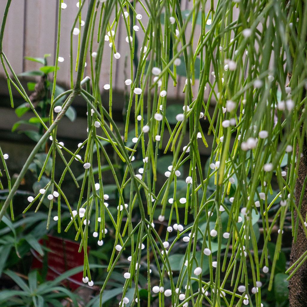 Hiuskorallikaktus - Rhipsalis baccifera
