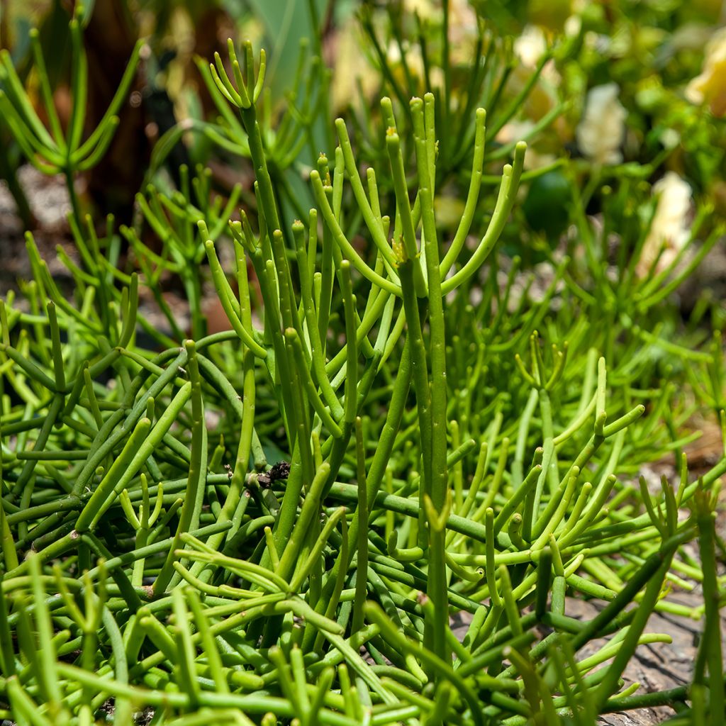 Hiuskorallikaktus - Rhipsalis baccifera
