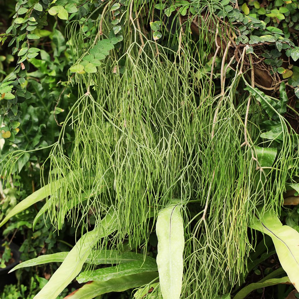 Hiuskorallikaktus - Rhipsalis baccifera
