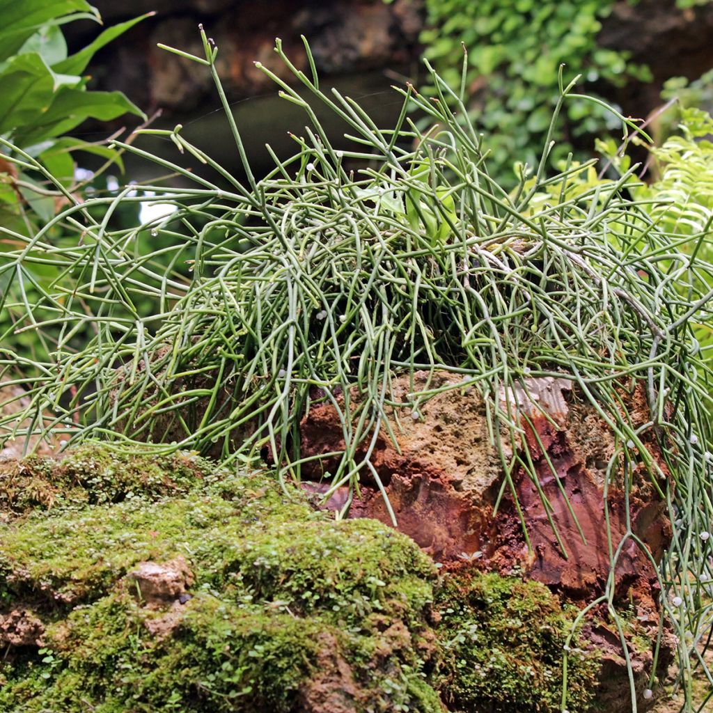 Hiuskorallikaktus - Rhipsalis baccifera