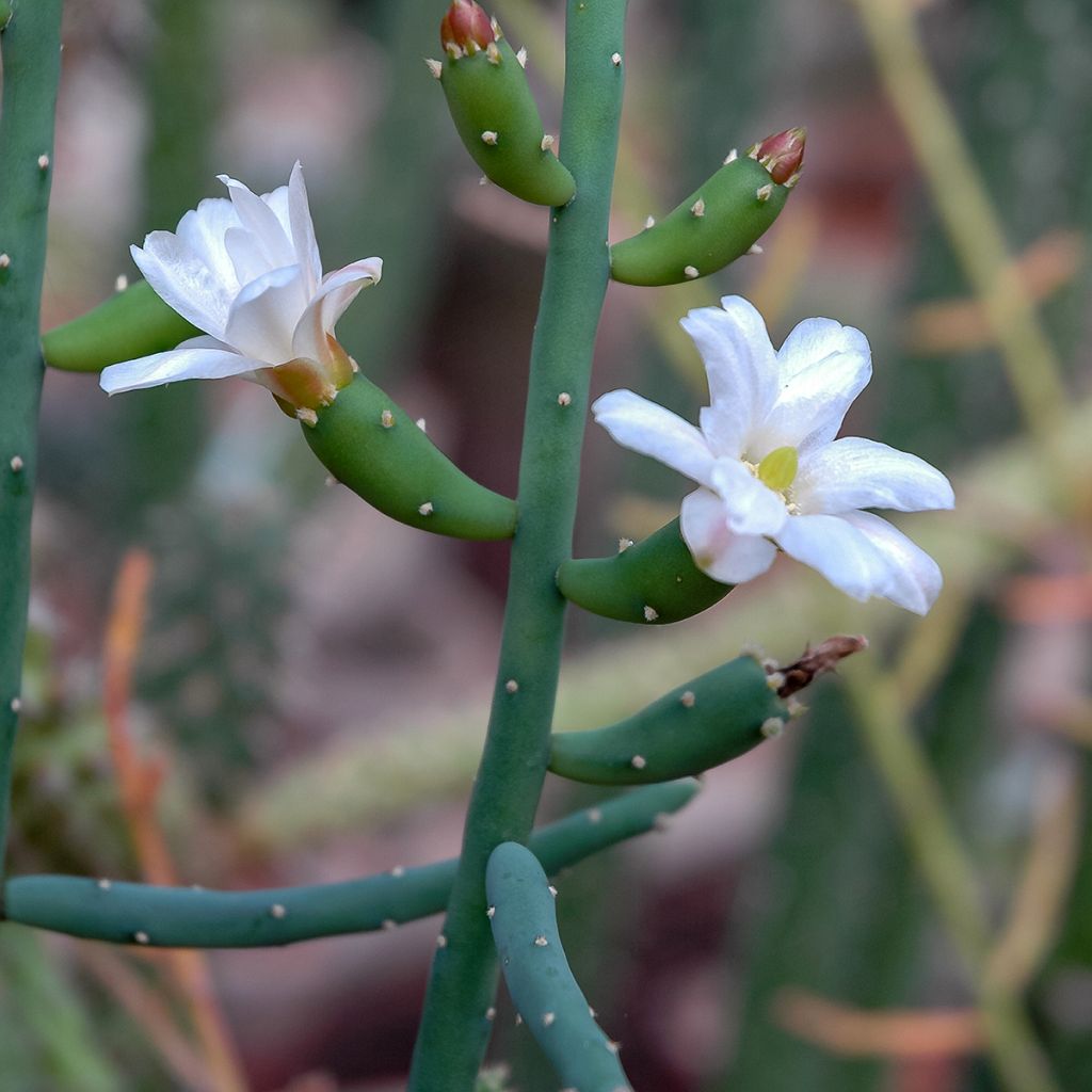 Hiuskorallikaktus - Rhipsalis baccifera