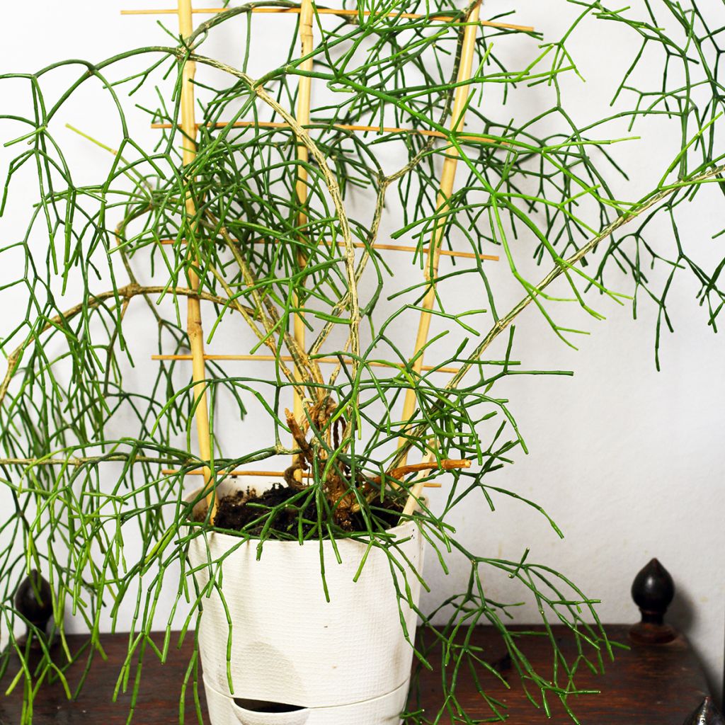 Korallikaktus - Rhipsalis burchellii