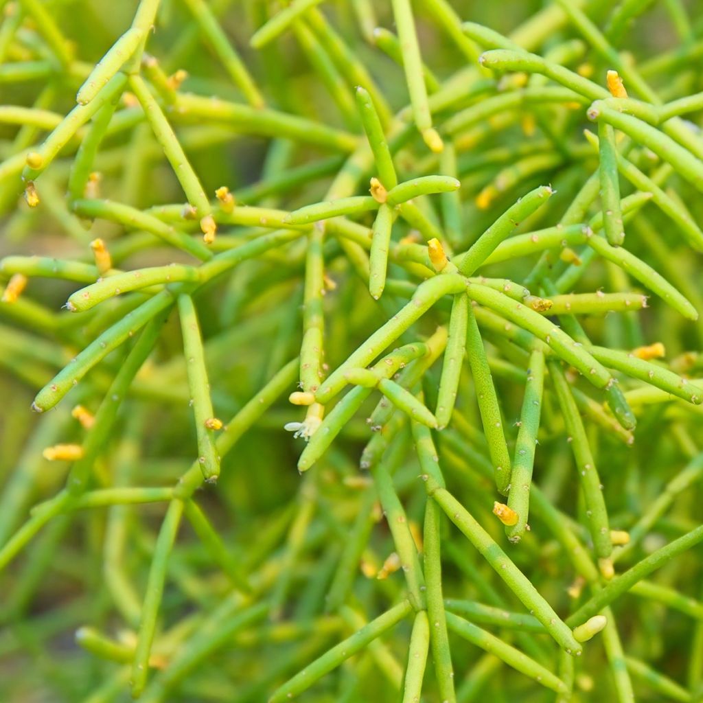 Mistelikorallikaktus - Rhipsalis cereuscula