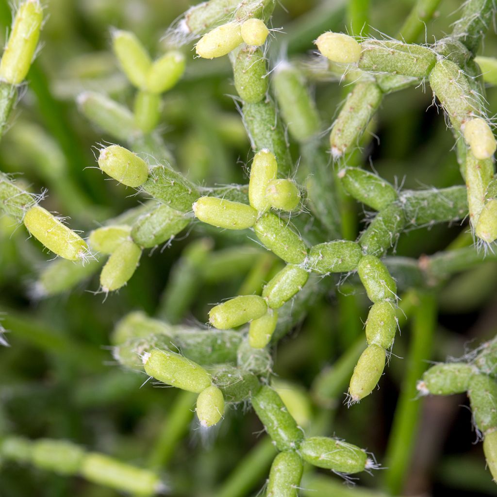 Mistelikorallikaktus - Rhipsalis cereuscula