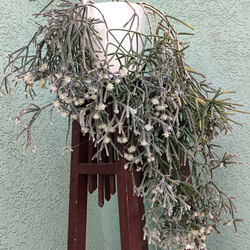 Mistelikorallikaktus - Rhipsalis cereuscula