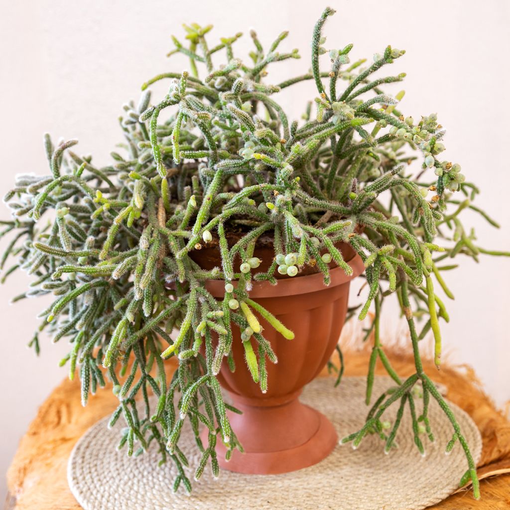Korallikaktus - Rhipsalis baccifera subsp. horrida