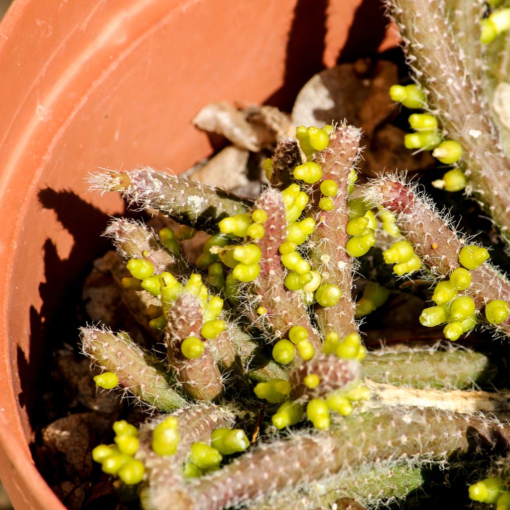 Korallikaktus - Rhipsalis baccifera subsp. horrida