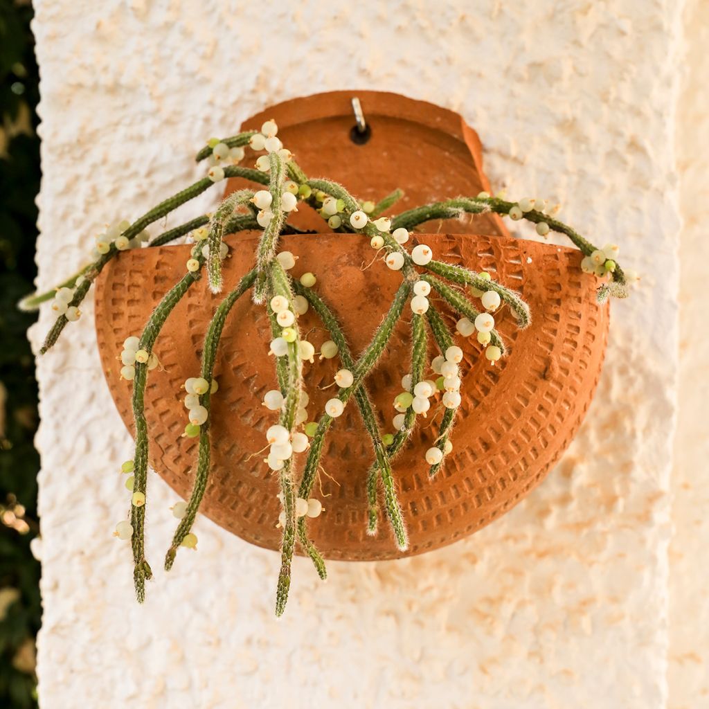 Korallikaktus - Rhipsalis baccifera subsp. horrida