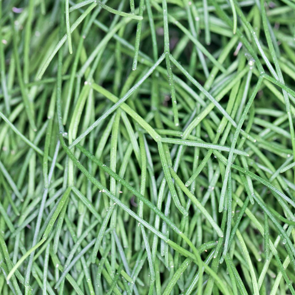 Hiuskorallikaktus - Rhipsalis cassutha