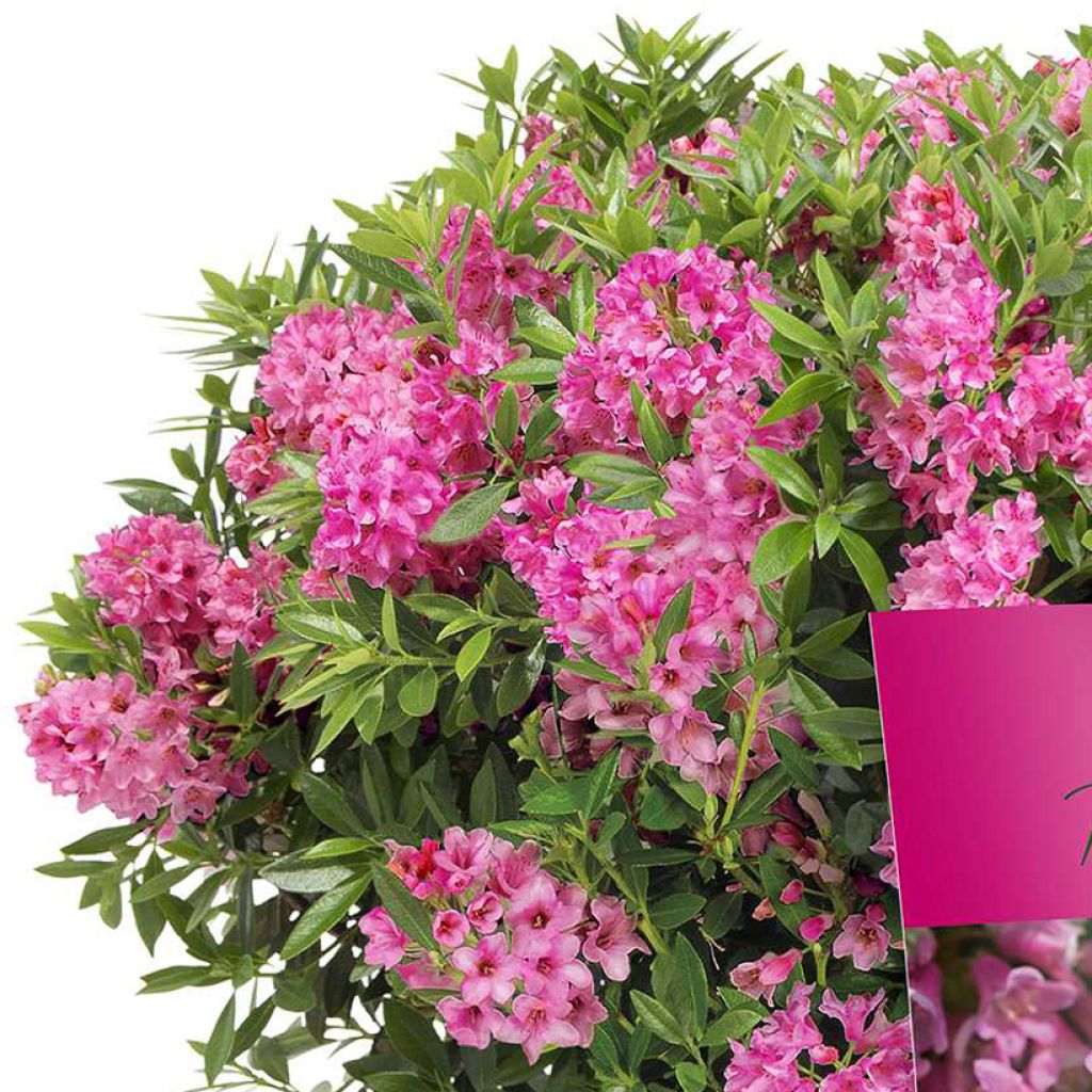 Alppiruusu INKARHO Bloombux Magenta