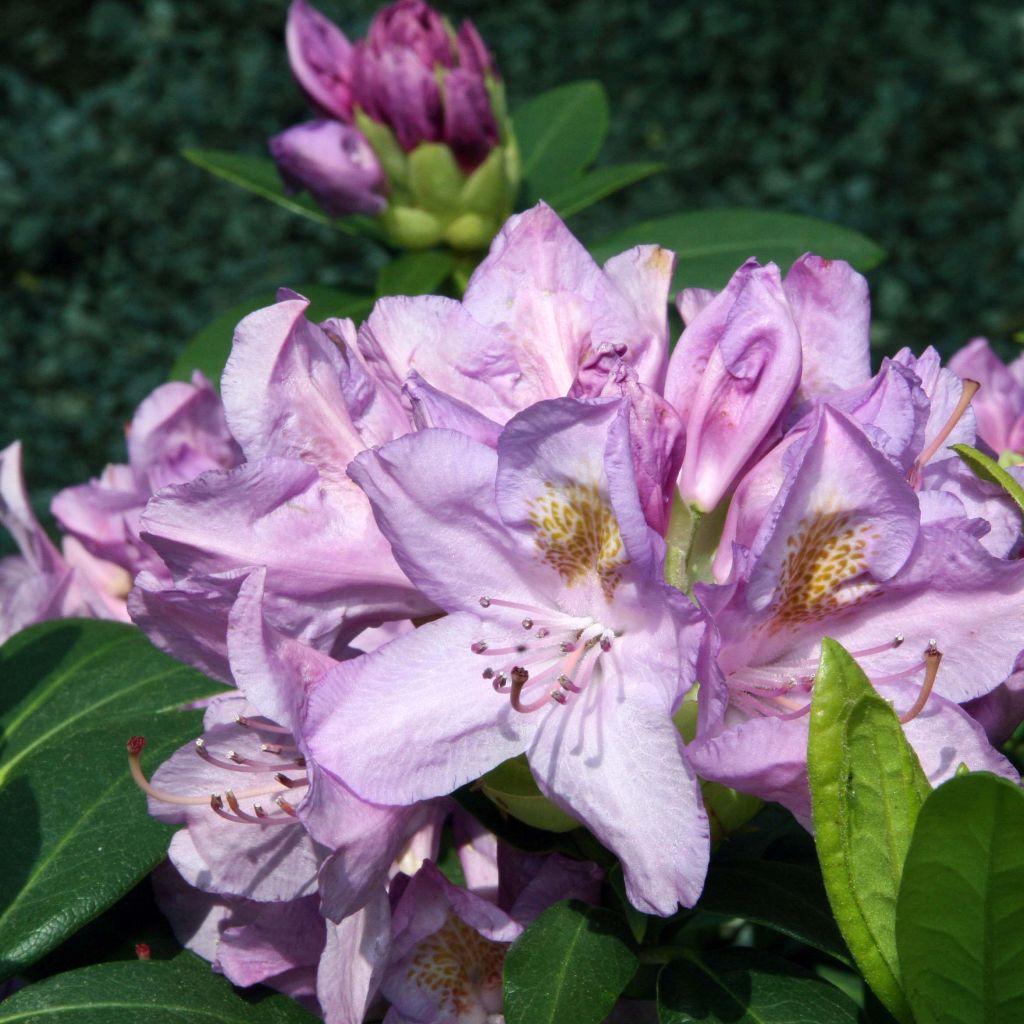 Puistoalppiruusu Grandiflorum