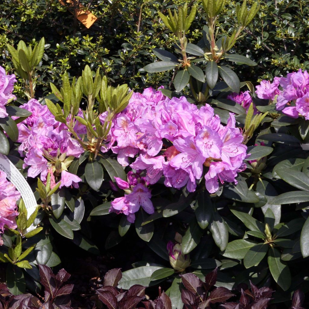 Puistoalppiruusu Grandiflorum