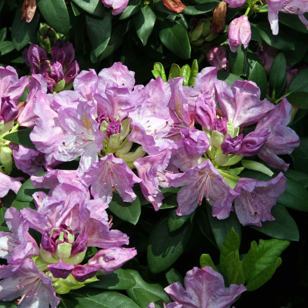 Puistoalppiruusu Grandiflorum